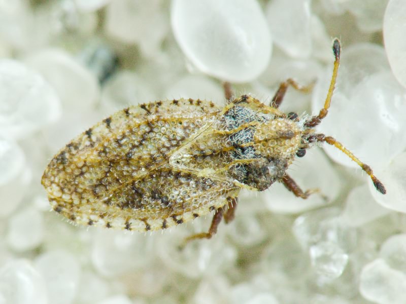 Lasiacantha capucina (Germar, 1837)